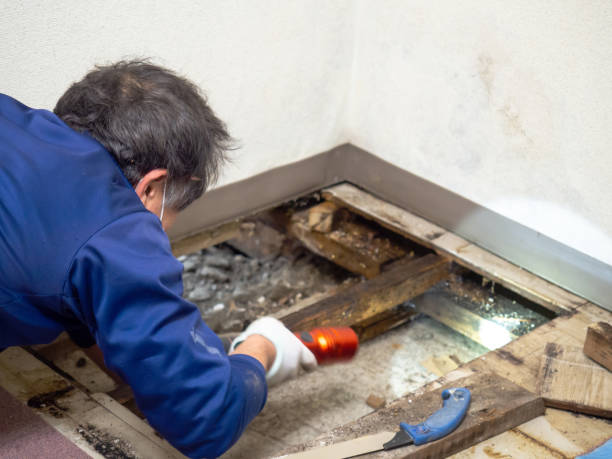 Best Crawl Space Mold Remediation in Fall Creek, WI