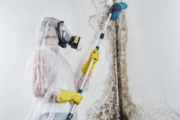 Best DIY Mold Remediation Support Services in Fall Creek, WI