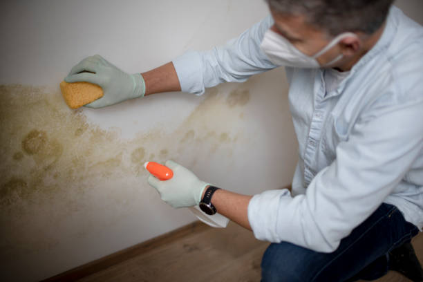Best Insurance-Related Mold Remediation in Fall Creek, WI