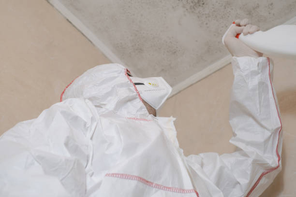 Best Post-Flood Mold Remediation in Fall Creek, WI