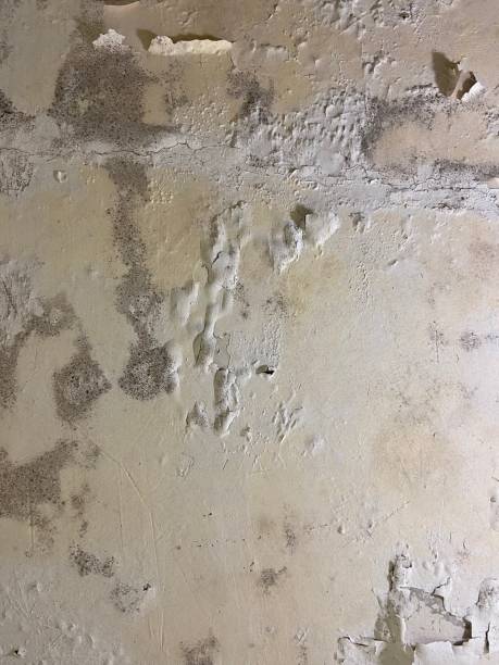 Best Commercial Mold Remediation in Fall Creek, WI