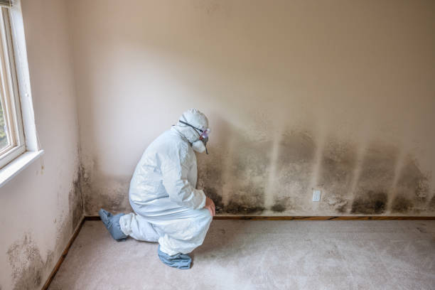 Best Kitchen Mold Remediation in Fall Creek, WI