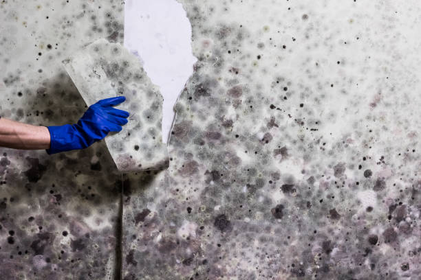 Best Preventive Mold Services in Fall Creek, WI