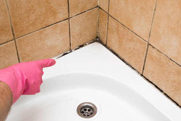 Best Mold Remediation for Schools in Fall Creek, WI